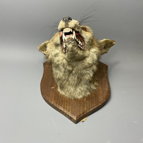 35 - Taxidermy red fox head mounted on oak shield, measuring, 26x22cm.  Collection in person / your own c... 