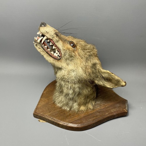 35 - Taxidermy red fox head mounted on oak shield, measuring, 26x22cm.  Collection in person / your own c... 