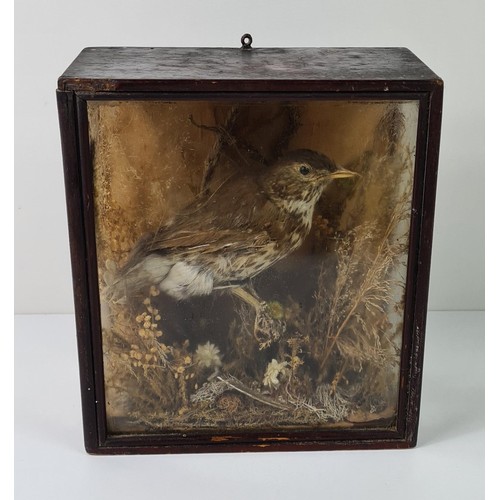 81 - Antique taxidermy study of a song thrush in glazed oak display. Collection in person / your own cour... 