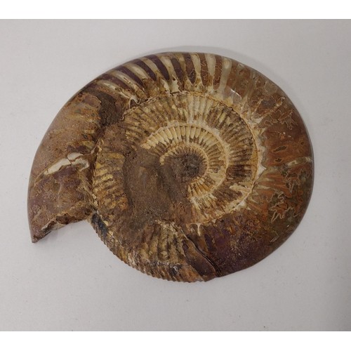 274 - Large Ammonite fossil measuring 17cm in diameter Shipping Group (A).