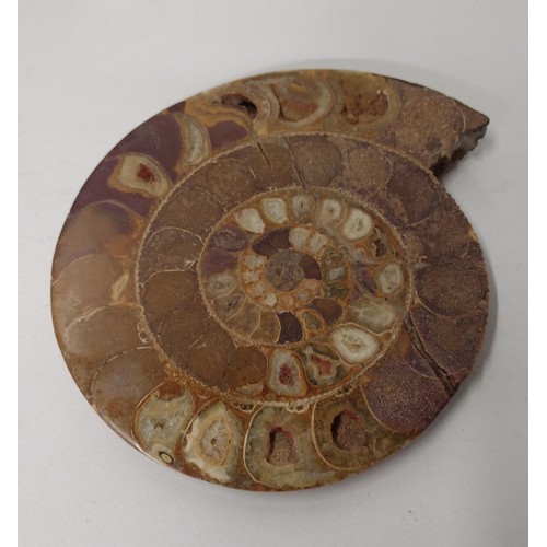 274 - Large Ammonite fossil measuring 17cm in diameter Shipping Group (A).