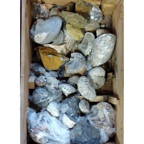 276 - Large assortment of fossils. Collection only.