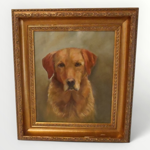 135 - A H Corbett a portrait study of a blonde Labrador, 29 x 24cm, signed in gilt frame.