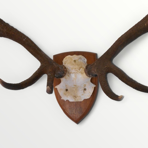 268 - 20th century shield backed part stag skull with six point antlers, 37cm wide between tips.