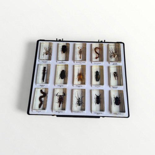 133 - Four trays of preserved bugs, insects and spiders. Shipping group (B).