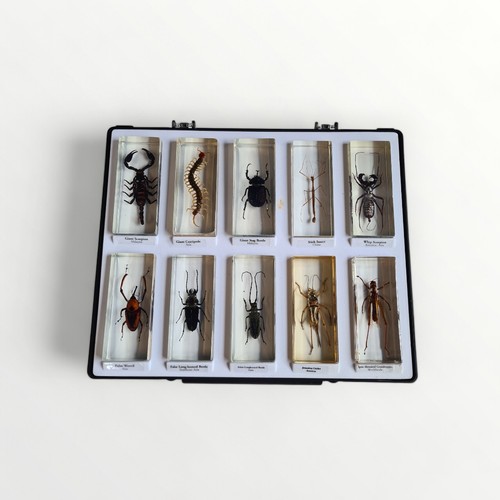 133 - Four trays of preserved bugs, insects and spiders. Shipping group (B).