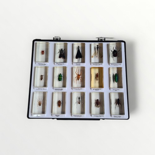 133 - Four trays of preserved bugs, insects and spiders. Shipping group (B).