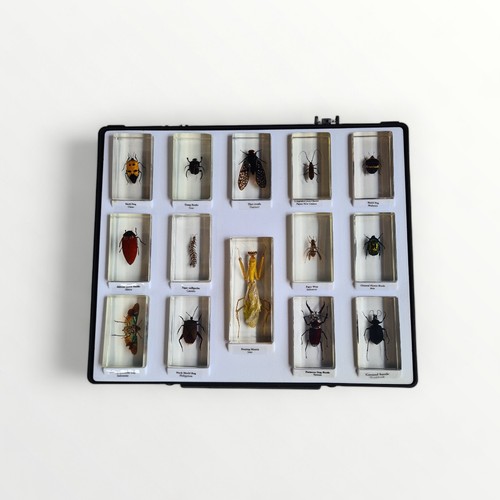 133 - Four trays of preserved bugs, insects and spiders. Shipping group (B).