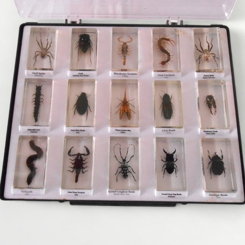 103 - 15 various 'bug' specimens' encased in resin, displayed in a fitted case, 28 x 33cm. Shipping group ... 