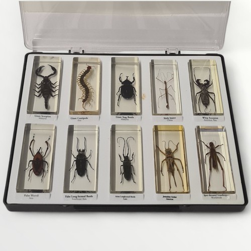 256 - A collection of ten bugs/insects preserved in acrylic blocks and displayed in a purpose made display... 