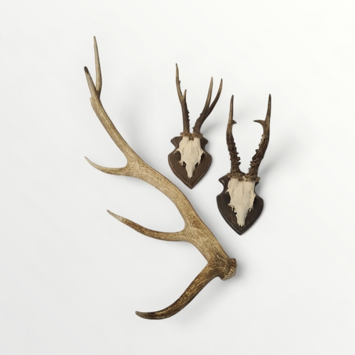 257 - A selection of Deer antlers, two mounted on wood plaques. 68cm longest.