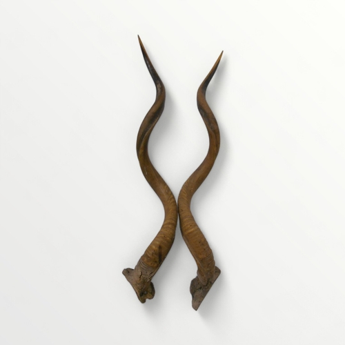 295 - A good pair of unmounted Kudu horns, 100cm straight length.