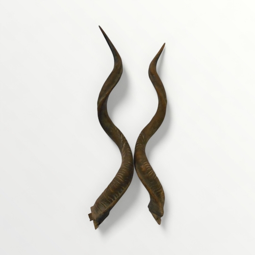 296 - A good pair of unmounted Kudu horns, 100cm straight length.