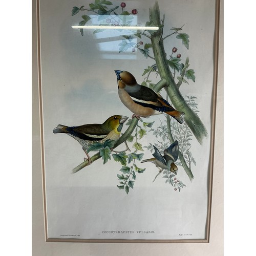 3 - Four Large Ornithological Prints by Gould and Hart - reproductions of the well known lithographs, fr... 