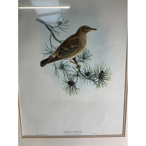 3 - Four Large Ornithological Prints by Gould and Hart - reproductions of the well known lithographs, fr... 