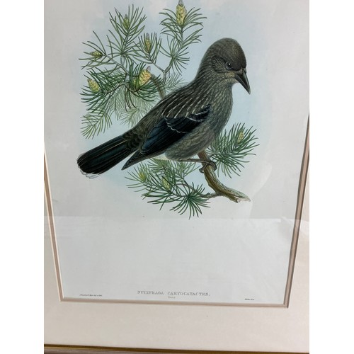 3 - Four Large Ornithological Prints by Gould and Hart - reproductions of the well known lithographs, fr... 