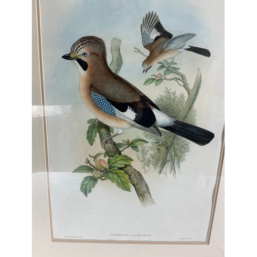 3 - Four Large Ornithological Prints by Gould and Hart - reproductions of the well known lithographs, fr... 