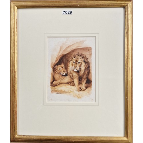 47 - Samuel Howitt (1756 - 1822) - an original Watercolour over pencil 'Felis Leo' signed and inscribed t... 