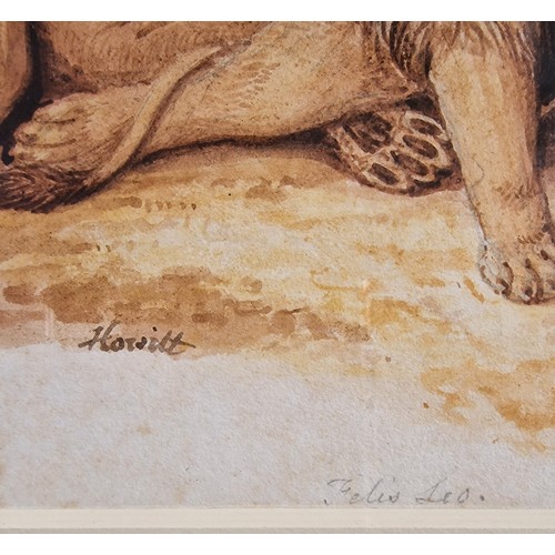 47 - Samuel Howitt (1756 - 1822) - an original Watercolour over pencil 'Felis Leo' signed and inscribed t... 