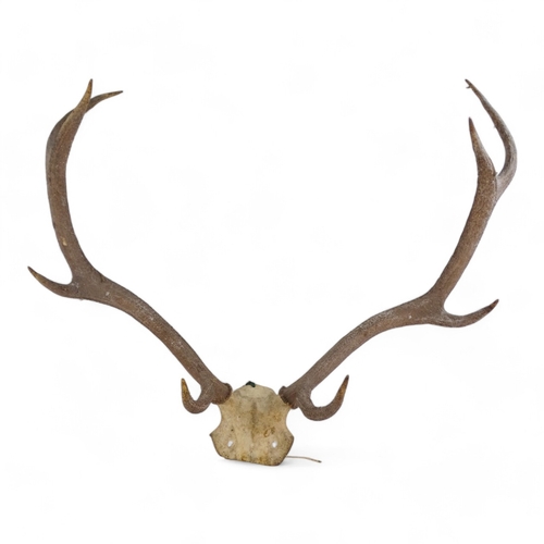 22 - A pair of vintage antlers - with eight points, 78cm wide.