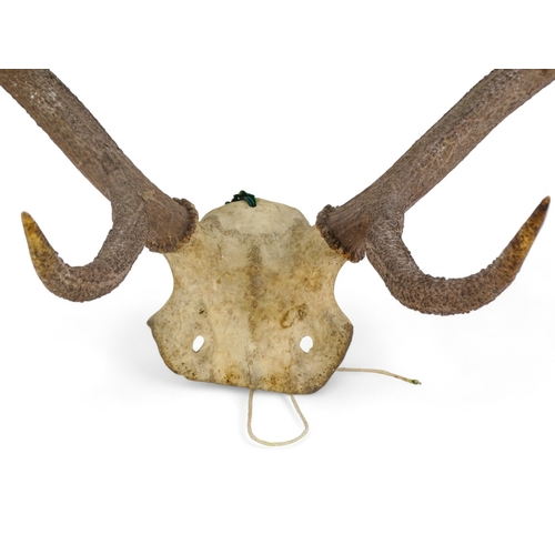 22 - A pair of vintage antlers - with eight points, 78cm wide.