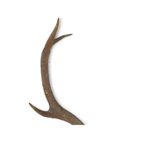 22 - A pair of vintage antlers - with eight points, 78cm wide.