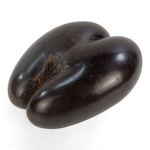 1 - An impressive Coco De Mer (Lodoicea Maldivica) nut/seed case - polished and of typical form 29 x 22c... 