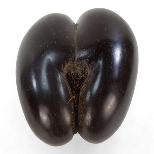 1 - An impressive Coco De Mer (Lodoicea Maldivica) nut/seed case - polished and of typical form 29 x 22c... 