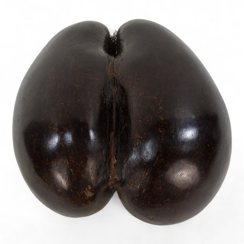 1 - An impressive Coco De Mer (Lodoicea Maldivica) nut/seed case - polished and of typical form 29 x 22c... 