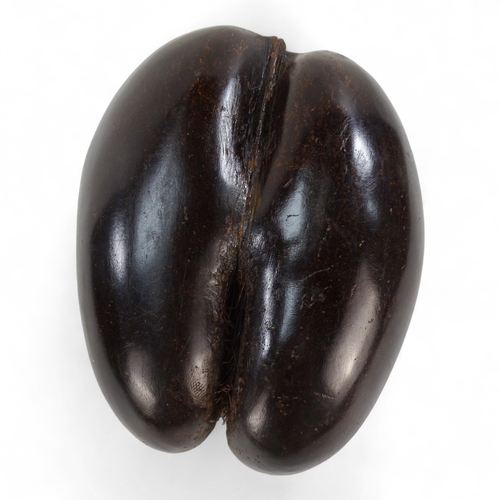 1 - An impressive Coco De Mer (Lodoicea Maldivica) nut/seed case - polished and of typical form 29 x 22c... 