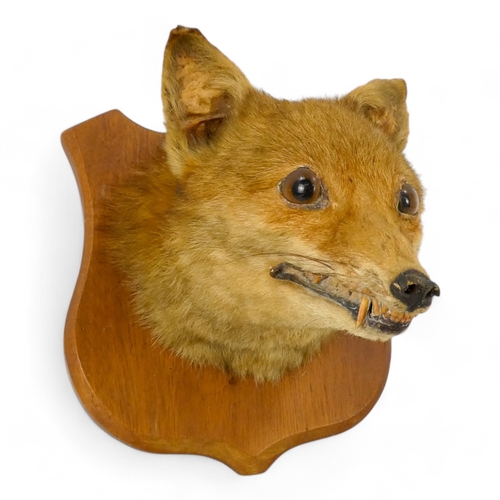 110 - An early 20th century taxidermy fox head - mounted on a shield shaped plaque, 26cm high.