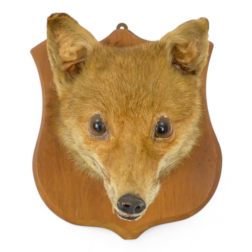 110 - An early 20th century taxidermy fox head - mounted on a shield shaped plaque, 26cm high.