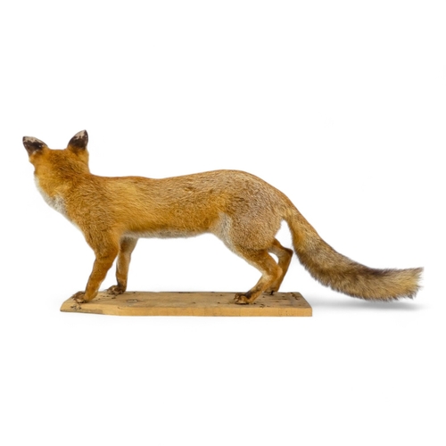 111 - A 20th century taxidermy fox - mounted in a prowling pose, 96cm wide.