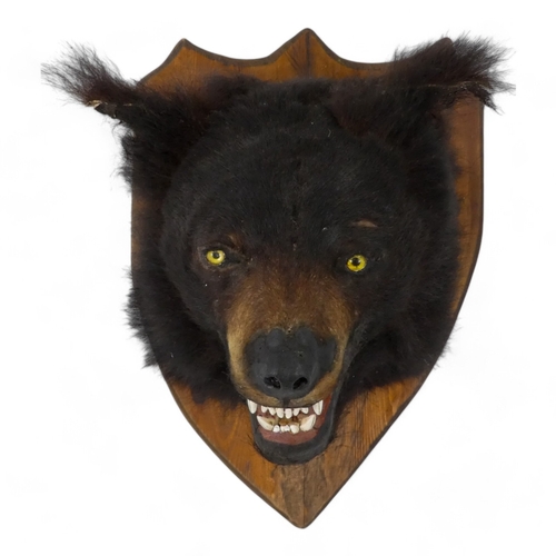 112 - An early 20th century taxidermy bear's head - mounted on a shield shaped plaque, 56cm high.