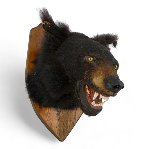 112 - An early 20th century taxidermy bear's head - mounted on a shield shaped plaque, 56cm high.