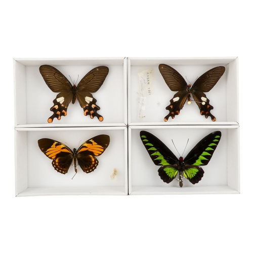 193 - A quantity of butterflies and moths - including Rajah Brooke's Birdwing, Red Bodied Swallowtail and ... 