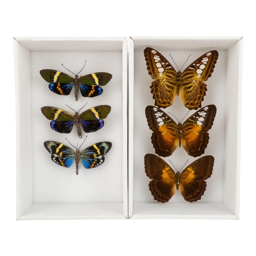 193 - A quantity of butterflies and moths - including Rajah Brooke's Birdwing, Red Bodied Swallowtail and ... 