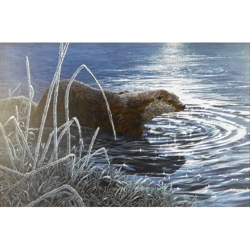 789 - Stephen CUMMINS (British b. 1943) Otter In The Frost Oil on canvas Signed lower right  Framed Pictur... 