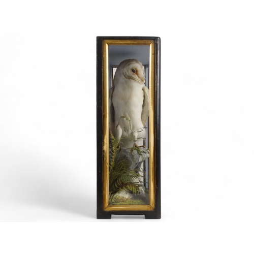 30 - A 19th century taxidermy barn owl - standing of a rocky perch, in a three glass case, 47cm high.