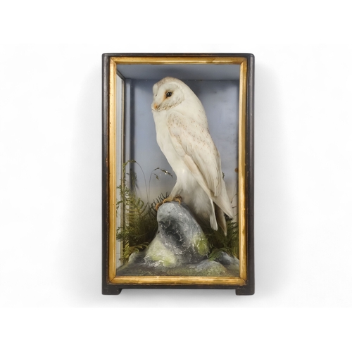 30 - A 19th century taxidermy barn owl - standing of a rocky perch, in a three glass case, 47cm high.