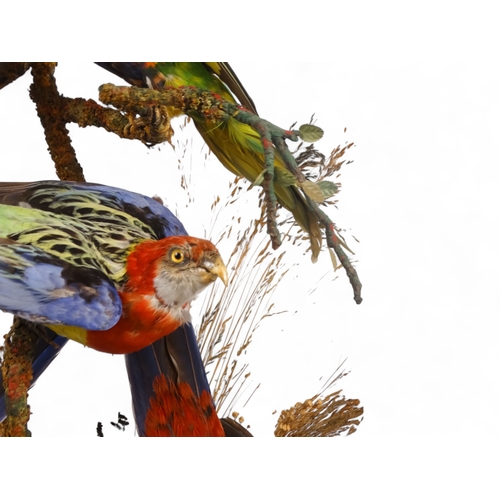 31 - A Victorian taxidermy bird group - comprising a Crimson Rosella, two Eastern Rosella and a pair of L... 