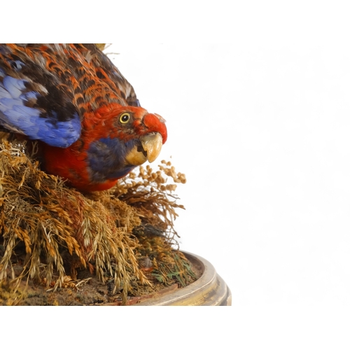 31 - A Victorian taxidermy bird group - comprising a Crimson Rosella, two Eastern Rosella and a pair of L... 