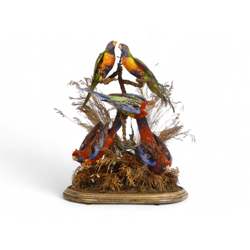 31 - A Victorian taxidermy bird group - comprising a Crimson Rosella, two Eastern Rosella and a pair of L... 