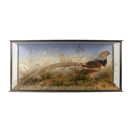 32 - An early 20th century taxidermy Golden Pheasant - in a naturalistic setting, presented in a three gl... 