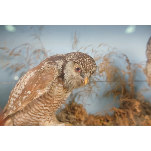 33 - A late 19th century taxidermy pair of Hawk Owls - cased within a naturalistic setting, 68cm wide.