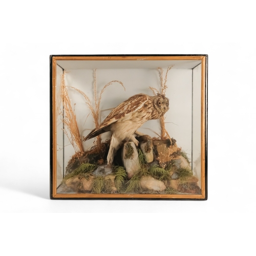 34 - A 19th century taxidermy short-eared owl - in a naturalistic mount with a three glass case, 56cm wid... 