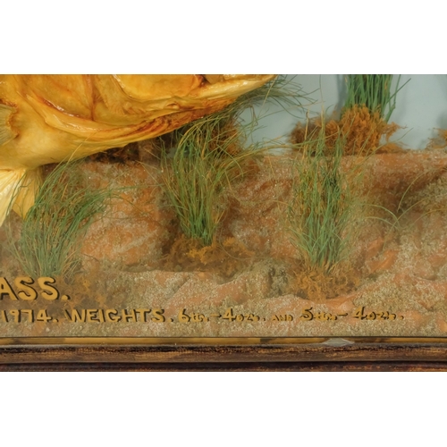 35 - A 20th century taxidermy pair of Bass - the pair set amongst grasses, within a three glass case givi... 