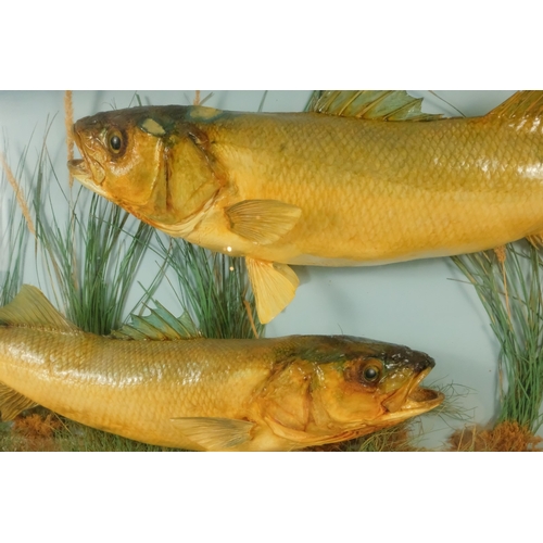 35 - A 20th century taxidermy pair of Bass - the pair set amongst grasses, within a three glass case givi... 