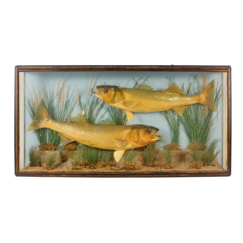 35 - A 20th century taxidermy pair of Bass - the pair set amongst grasses, within a three glass case givi... 