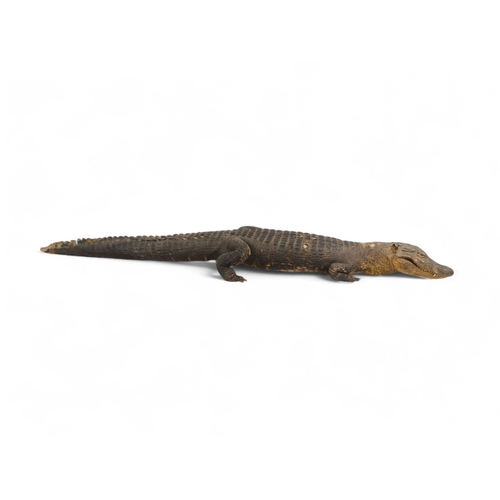 37 - An early 20th century taxidermy crocodile - 165cm long.